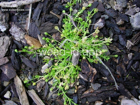 pearlwort, birdseye